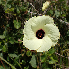 In coastal seep, Ahipara, Far North.<br>Photographer: Marley Ford, Date taken: 07/11/2023, Licence: <a target='_blank' href='https://creativecommons.org/licenses/by-nc/4.0'>CC BY-NC</a>.