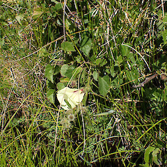 In coastal seep, Ahipara, Far North.<br>Photographer: Marley Ford, Date taken: 07/11/2023, Licence: <a target='_blank' href='https://creativecommons.org/licenses/by-nc/4.0'>CC BY-NC</a>.