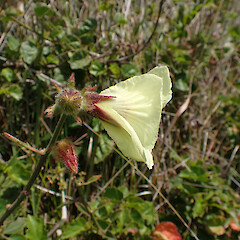 In coastal seep, Ahipara, Far North.<br>Photographer: Marley Ford, Date taken: 07/11/2023, Licence: <a target='_blank' href='https://creativecommons.org/licenses/by-nc/4.0'>CC BY-NC</a>.