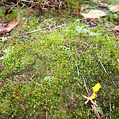 Locally common in secondary coastal forest, Whangārei, Northland.<br>Photographer: Marley Ford, Date taken: 23/09/2025, Licence: <a target='_blank' href='https://creativecommons.org/licenses/by-nc/4.0'>CC BY-NC</a>. <a class='member-message' href='/nzpcn/why-join-nzpcn/' target='_blank'>Members can view a larger version of this image.</a>