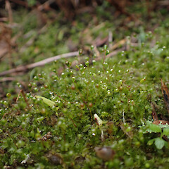 Locally common in secondary coastal forest, Whangārei, Northland.<br>Photographer: Marley Ford, Date taken: 23/09/2025, Licence: <a target='_blank' href='https://creativecommons.org/licenses/by-nc/4.0'>CC BY-NC</a>. <a class='member-message' href='/nzpcn/why-join-nzpcn/' target='_blank'>Members can view a larger version of this image.</a>