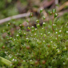 Locally common in secondary coastal forest, Whangārei, Northland.<br>Photographer: Marley Ford, Date taken: 23/09/2025, Licence: <a target='_blank' href='https://creativecommons.org/licenses/by-nc/4.0'>CC BY-NC</a>. <a class='member-message' href='/nzpcn/why-join-nzpcn/' target='_blank'>Members can view a larger version of this image.</a>