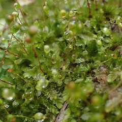 Locally common in secondary coastal forest, Whangārei, Northland.<br>Photographer: Marley Ford, Date taken: 23/09/2025, Licence: <a target='_blank' href='https://creativecommons.org/licenses/by-nc/4.0'>CC BY-NC</a>. <a class='member-message' href='/nzpcn/why-join-nzpcn/' target='_blank'>Members can view a larger version of this image.</a>