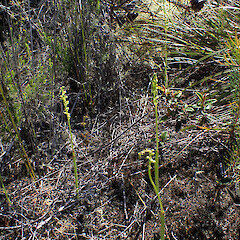 Local in opening in gumland heath, Dargaville, Northland.<br>Photographer: Marley Ford, Date taken: 29/09/2025, Licence: <a target='_blank' href='https://creativecommons.org/licenses/by-nc/4.0'>CC BY-NC</a>. <a class='member-message' href='/nzpcn/why-join-nzpcn/' target='_blank'>Members can view a larger version of this image.</a>