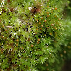 Pleuridium subulatum