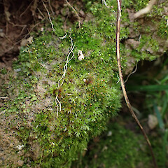 Small patch noted on exposed ledge of soil in pasture with Fissidens, Tahekeroa, Auckland.<br>Photographer: Marley Ford, Date taken: 30/08/2025, Licence: <a target='_blank' href='https://creativecommons.org/licenses/by-nc/4.0'>CC BY-NC</a>. <a class='member-message' href='/nzpcn/why-join-nzpcn/' target='_blank'>Members can view a larger version of this image.</a>