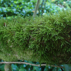 Local, corticolous on dead horizontal mahoe branch, Onerahi, Northland.<br>Photographer: Marley Ford, Date taken: 19/09/2025, Licence: <a target='_blank' href='https://creativecommons.org/licenses/by-nc/4.0'>CC BY-NC</a>. <a class='member-message' href='/nzpcn/why-join-nzpcn/' target='_blank'>Members can view a larger version of this image.</a>