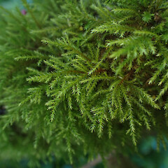 Cryphaea tenella
