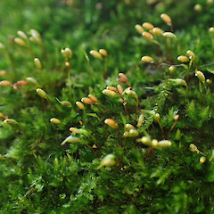 Sematophyllum subhumile var. contiguum