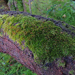 Local, corticolous on dead horizontal branch, Onerahi, Northland.<br>Photographer: Marley Ford, Date taken: 19/09/2025, Licence: <a target='_blank' href='https://creativecommons.org/licenses/by-nc/4.0'>CC BY-NC</a>. <a class='member-message' href='/nzpcn/why-join-nzpcn/' target='_blank'>Members can view a larger version of this image.</a>