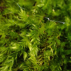 Local, corticolous on dead horizontal branch, Onerahi, Northland.<br>Photographer: Marley Ford, Date taken: 19/09/2025, Licence: <a target='_blank' href='https://creativecommons.org/licenses/by-nc/4.0'>CC BY-NC</a>. <a class='member-message' href='/nzpcn/why-join-nzpcn/' target='_blank'>Members can view a larger version of this image.</a>