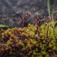 Locally common on rock wall with Triquetrella papillata, Onerahi, Northland.<br>Photographer: Marley Ford, Date taken: 23/09/2025, Licence: <a target='_blank' href='https://creativecommons.org/licenses/by-nc/4.0'>CC BY-NC</a>. <a class='member-message' href='/nzpcn/why-join-nzpcn/' target='_blank'>Members can view a larger version of this image.</a>