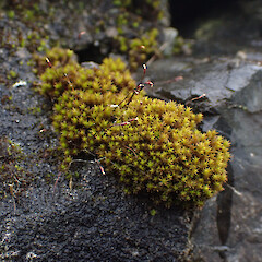 Locally common on rock wall with Triquetrella papillata, Onerahi, Northland.<br>Photographer: Marley Ford, Date taken: 23/09/2025, Licence: <a target='_blank' href='https://creativecommons.org/licenses/by-nc/4.0'>CC BY-NC</a>. <a class='member-message' href='/nzpcn/why-join-nzpcn/' target='_blank'>Members can view a larger version of this image.</a>