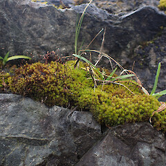 Locally common on rock wall with Triquetrella papillata, Onerahi, Northland.<br>Photographer: Marley Ford, Date taken: 23/09/2025, Licence: <a target='_blank' href='https://creativecommons.org/licenses/by-nc/4.0'>CC BY-NC</a>. <a class='member-message' href='/nzpcn/why-join-nzpcn/' target='_blank'>Members can view a larger version of this image.</a>