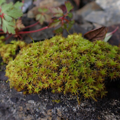 Syntrichia antarctica