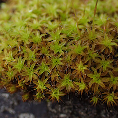Locally common on rock wall, Onerahi, Northland.<br>Photographer: Marley Ford, Date taken: 23/09/2025, Licence: <a target='_blank' href='https://creativecommons.org/licenses/by-nc/4.0'>CC BY-NC</a>. <a class='member-message' href='/nzpcn/why-join-nzpcn/' target='_blank'>Members can view a larger version of this image.</a>