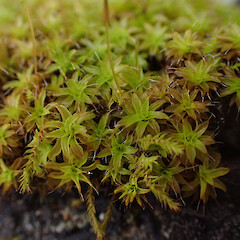 Locally common on rock wall, Onerahi, Northland.<br>Photographer: Marley Ford, Date taken: 23/09/2025, Licence: <a target='_blank' href='https://creativecommons.org/licenses/by-nc/4.0'>CC BY-NC</a>. <a class='member-message' href='/nzpcn/why-join-nzpcn/' target='_blank'>Members can view a larger version of this image.</a>