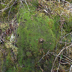Locally common on roadside cut bank in forestry, North Kaipara, Auckland.<br>Photographer: Marley Ford, Date taken: 31/08/2025, Licence: <a target='_blank' href='https://creativecommons.org/licenses/by-nc/4.0'>CC BY-NC</a>. <a class='member-message' href='/nzpcn/why-join-nzpcn/' target='_blank'>Members can view a larger version of this image.</a>