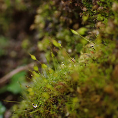 Locally common on roadside cut bank in forestry, North Kaipara, Auckland.<br>Photographer: Marley Ford, Date taken: 31/08/2025, Licence: <a target='_blank' href='https://creativecommons.org/licenses/by-nc/4.0'>CC BY-NC</a>. <a class='member-message' href='/nzpcn/why-join-nzpcn/' target='_blank'>Members can view a larger version of this image.</a>