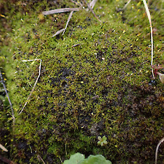 Locally common on roadside cut bank in forestry, North Kaipara, Auckland.<br>Photographer: Marley Ford, Date taken: 31/08/2025, Licence: <a target='_blank' href='https://creativecommons.org/licenses/by-nc/4.0'>CC BY-NC</a>. <a class='member-message' href='/nzpcn/why-join-nzpcn/' target='_blank'>Members can view a larger version of this image.</a>