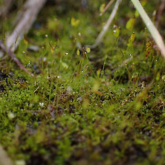 Locally common on roadside cut bank in forestry, North Kaipara, Auckland.<br>Photographer: Marley Ford, Date taken: 31/08/2025, Licence: <a target='_blank' href='https://creativecommons.org/licenses/by-nc/4.0'>CC BY-NC</a>. <a class='member-message' href='/nzpcn/why-join-nzpcn/' target='_blank'>Members can view a larger version of this image.</a>