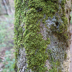 Local, corticolous on mahoe in coastal forest with bryophytes, Onerahi, Northland.<br>Photographer: Marley Ford, Date taken: 03/09/2025, Licence: <a target='_blank' href='https://creativecommons.org/licenses/by-nc/4.0'>CC BY-NC</a>. <a class='member-message' href='/nzpcn/why-join-nzpcn/' target='_blank'>Members can view a larger version of this image.</a>