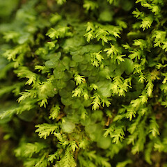 Local, corticolous on mahoe in coastal forest with bryophytes, Onerahi, Northland.<br>Photographer: Marley Ford, Date taken: 03/09/2025, Licence: <a target='_blank' href='https://creativecommons.org/licenses/by-nc/4.0'>CC BY-NC</a>. <a class='member-message' href='/nzpcn/why-join-nzpcn/' target='_blank'>Members can view a larger version of this image.</a>
