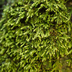 Local, corticolous on mahoe in coastal forest with bryophytes, Onerahi, Northland.<br>Photographer: Marley Ford, Date taken: 03/09/2025, Licence: <a target='_blank' href='https://creativecommons.org/licenses/by-nc/4.0'>CC BY-NC</a>. <a class='member-message' href='/nzpcn/why-join-nzpcn/' target='_blank'>Members can view a larger version of this image.</a>