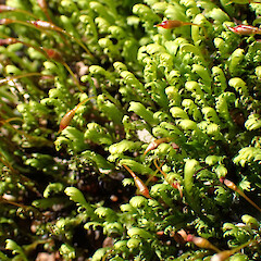 Fissidens asplenioides