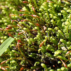 Locally common in riparian flood zone, Waipoua River, Northland.<br>Photographer: Marley Ford, Date taken: 04/09/2025, Licence: <a target='_blank' href='https://creativecommons.org/licenses/by-nc/4.0'>CC BY-NC</a>. <a class='member-message' href='/nzpcn/why-join-nzpcn/' target='_blank'>Members can view a larger version of this image.</a>