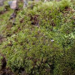 Local on soil in heathlands, Whangarei, Northland.<br>Photographer: Marley Ford, Date taken: 15/09/2025, Licence: <a target='_blank' href='https://creativecommons.org/licenses/by-nc/4.0'>CC BY-NC</a>. <a class='member-message' href='/nzpcn/why-join-nzpcn/' target='_blank'>Members can view a larger version of this image.</a>