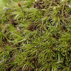 Campylopodium capillaceum