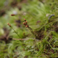 Local on soil in heathlands, Whangarei, Northland.<br>Photographer: Marley Ford, Date taken: 15/09/2025, Licence: <a target='_blank' href='https://creativecommons.org/licenses/by-nc/4.0'>CC BY-NC</a>. <a class='member-message' href='/nzpcn/why-join-nzpcn/' target='_blank'>Members can view a larger version of this image.</a>