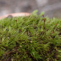 Local on soil in heathlands, Whangarei, Northland.<br>Photographer: Marley Ford, Date taken: 15/09/2025, Licence: <a target='_blank' href='https://creativecommons.org/licenses/by-nc/4.0'>CC BY-NC</a>. <a class='member-message' href='/nzpcn/why-join-nzpcn/' target='_blank'>Members can view a larger version of this image.</a>