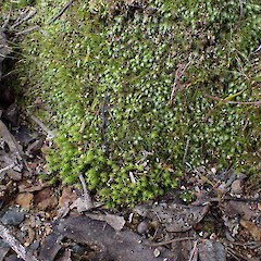 Local on sandy soil on edge of track with Ditrichum difficile and Fissidens pallidus under Eucalyptus, Whangarei, Northland.<br>Photographer: Marley Ford, Date taken: 15/09/2025, Licence: <a target='_blank' href='https://creativecommons.org/licenses/by-nc/4.0'>CC BY-NC</a>. <a class='member-message' href='/nzpcn/why-join-nzpcn/' target='_blank'>Members can view a larger version of this image.</a>
