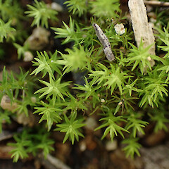 Local on sandy soil on edge of track with Ditrichum difficile and Fissidens pallidus under Eucalyptus, Whangarei, Northland.<br>Photographer: Marley Ford, Date taken: 15/09/2025, Licence: <a target='_blank' href='https://creativecommons.org/licenses/by-nc/4.0'>CC BY-NC</a>. <a class='member-message' href='/nzpcn/why-join-nzpcn/' target='_blank'>Members can view a larger version of this image.</a>