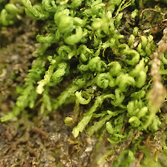 Local on semi-shaded limestone under scrub, Hikurangi, Northland.<br>Photographer: Marley Ford, Date taken: 20/09/2025, Licence: <a target='_blank' href='https://creativecommons.org/licenses/by-nc/4.0'>CC BY-NC</a>. <a class='member-message' href='/nzpcn/why-join-nzpcn/' target='_blank'>Members can view a larger version of this image.</a>