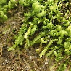 Local on semi-shaded limestone under scrub, Hikurangi, Northland.<br>Photographer: Marley Ford, Date taken: 20/09/2025, Licence: <a target='_blank' href='https://creativecommons.org/licenses/by-nc/4.0'>CC BY-NC</a>. <a class='member-message' href='/nzpcn/why-join-nzpcn/' target='_blank'>Members can view a larger version of this image.</a>