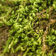 Local on semi-shaded limestone under scrub, Hikurangi, Northland.<br>Photographer: Marley Ford, Date taken: 20/09/2025, Licence: <a target='_blank' href='https://creativecommons.org/licenses/by-nc/4.0'>CC BY-NC</a>. <a class='member-message' href='/nzpcn/why-join-nzpcn/' target='_blank'>Members can view a larger version of this image.</a>