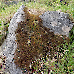 Local on open limestone boulder field, Hikurangi, Northland.<br>Photographer: Marley Ford, Date taken: 20/09/2025, Licence: <a target='_blank' href='https://creativecommons.org/licenses/by-nc/4.0'>CC BY-NC</a>. <a class='member-message' href='/nzpcn/why-join-nzpcn/' target='_blank'>Members can view a larger version of this image.</a>