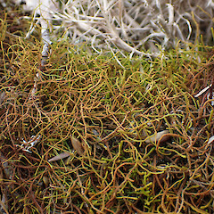 Papillaria flexicaulis