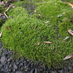Locally common on foot path, Whangarei, Northland.<br>Photographer: Marley Ford, Date taken: 19/09/2025, Licence: <a target='_blank' href='https://creativecommons.org/licenses/by-nc/4.0'>CC BY-NC</a>. <a class='member-message' href='/nzpcn/why-join-nzpcn/' target='_blank'>Members can view a larger version of this image.</a>