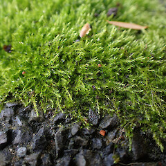 Locally common on foot path, Whangarei, Northland.<br>Photographer: Marley Ford, Date taken: 19/09/2025, Licence: <a target='_blank' href='https://creativecommons.org/licenses/by-nc/4.0'>CC BY-NC</a>. <a class='member-message' href='/nzpcn/why-join-nzpcn/' target='_blank'>Members can view a larger version of this image.</a>