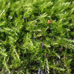Locally common on foot path, Whangarei, Northland.<br>Photographer: Marley Ford, Date taken: 19/09/2025, Licence: <a target='_blank' href='https://creativecommons.org/licenses/by-nc/4.0'>CC BY-NC</a>. <a class='member-message' href='/nzpcn/why-join-nzpcn/' target='_blank'>Members can view a larger version of this image.</a>