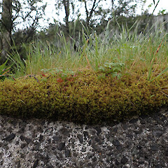 Locally common on rock wall often growing with Didymodon torquatus and weedy grasses and herbs, Onerahi, Whangarei.<br>Photographer: Marley Ford, Date taken: 23/09/2025, Licence: <a target='_blank' href='https://creativecommons.org/licenses/by-nc/4.0'>CC BY-NC</a>. <a class='member-message' href='/nzpcn/why-join-nzpcn/' target='_blank'>Members can view a larger version of this image.</a>