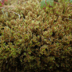 Locally common on rock wall often growing with Didymodon torquatus and weedy grasses and herbs, Onerahi, Whangarei.<br>Photographer: Marley Ford, Date taken: 23/09/2025, Licence: <a target='_blank' href='https://creativecommons.org/licenses/by-nc/4.0'>CC BY-NC</a>. <a class='member-message' href='/nzpcn/why-join-nzpcn/' target='_blank'>Members can view a larger version of this image.</a>