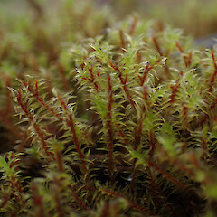 Locally common on rock wall often growing with Didymodon torquatus and weedy grasses and herbs, Onerahi, Whangarei.<br>Photographer: Marley Ford, Date taken: 23/09/2025, Licence: <a target='_blank' href='https://creativecommons.org/licenses/by-nc/4.0'>CC BY-NC</a>. <a class='member-message' href='/nzpcn/why-join-nzpcn/' target='_blank'>Members can view a larger version of this image.</a>