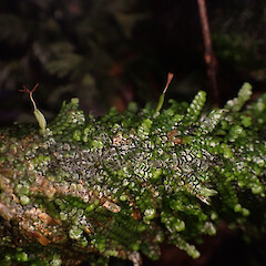 Low corticolous liverwort on exposed tawa roots amongst leaf litter in mature broadleaf podocarp forest. Abundantly fertile. Cambridge, Waikato.<br>Photographer: Marley Ford, Date taken: 11/10/2025, Licence: <a target='_blank' href='https://creativecommons.org/licenses/by-nc/4.0'>CC BY-NC</a>. <a class='member-message' href='/nzpcn/why-join-nzpcn/' target='_blank'>Members can view a larger version of this image.</a>