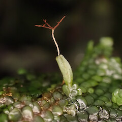 Low corticolous liverwort on exposed tawa roots amongst leaf litter in mature broadleaf podocarp forest. Abundantly fertile. Cambridge, Waikato.<br>Photographer: Marley Ford, Date taken: 11/10/2025, Licence: <a target='_blank' href='https://creativecommons.org/licenses/by-nc/4.0'>CC BY-NC</a>. <a class='member-message' href='/nzpcn/why-join-nzpcn/' target='_blank'>Members can view a larger version of this image.</a>