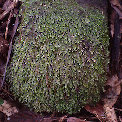 Local saxicolous lichen in remnant gully forest, Great Barrier Island.<br>Photographer: Marley Ford, Date taken: 14/04/2025, Licence: <a target='_blank' href='https://creativecommons.org/licenses/by-nc/4.0'>CC BY-NC</a>. <a class='member-message' href='/nzpcn/why-join-nzpcn/' target='_blank'>Members can view a larger version of this image.</a>